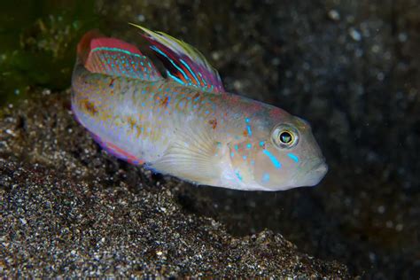 Gobies Fish Care & Facts (Gobiidae)