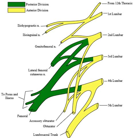 Lumbosacral Plexus & Lower Extremity Neuropathies | Exam Review