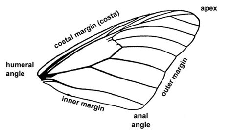 Insect wing diagram--regions - BugGuide.Net