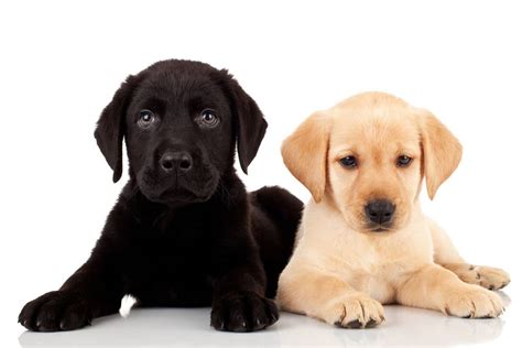 Labrador vs Golden Retriever (8 Key Differences)