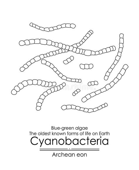 Cyanobacteria stock illustration. Illustration of cyanobacteria - 300422228