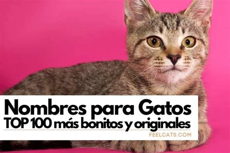 TOP 100 Nombres para Gatos (más bonitos y originales) | FeelCats (2022)