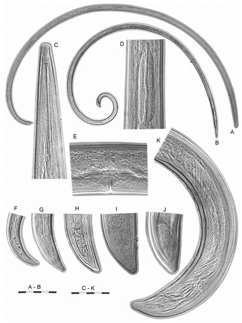 Longidorus elongatus (de Man, 1876) Micoletzky, 1922. A-Entire female;... | Download Scientific ...