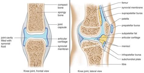 Arthrofibrosis -- A guide in plain English