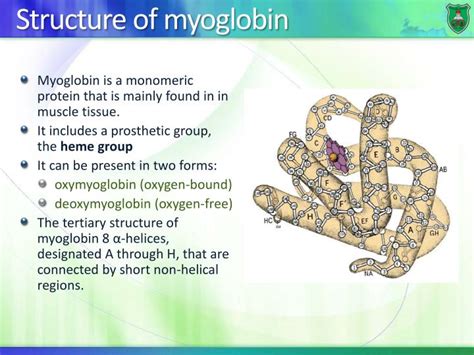 [DIAGRAM] Structure Of Myoglobin Diagram - MYDIAGRAM.ONLINE