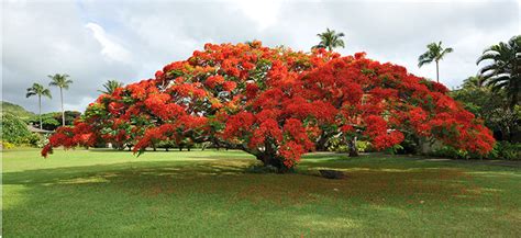 The Phytophactor: Friday Fabulous Flower - Royal Poinciana