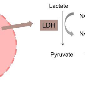 Schematic representation of the principle of the LDH release assay. The... | Download Scientific ...