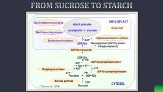 Metabolism of starch synthesis | PPT