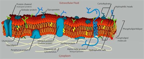 Intracellular And Extracellular Fluid Diagram