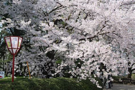 Japanese Cherry Blossom Tree Pictures ~ Cherry Blossoms Trees Japan ...