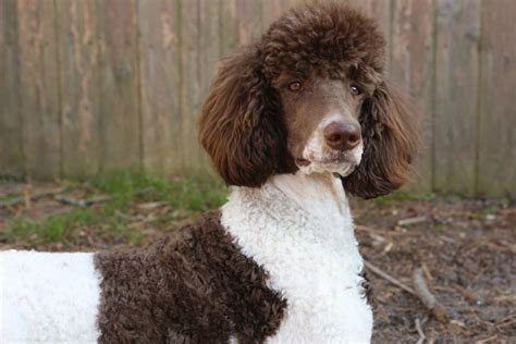 Parti Poodle: Type Of A Standard Poodle Or A Separate Breed?