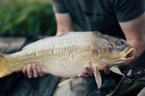 International Scientists Examine the Complete Genome of Prussian Carp and Its Invasive Abilities ...