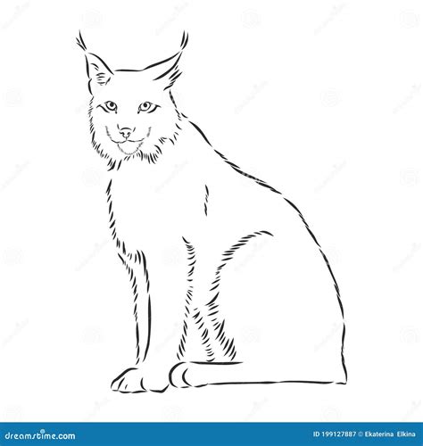 Lynx Design - Wild Bobcat Black And White Vector Outline, Lynx , Vector ...