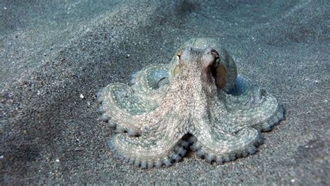 Octopus That Walks On Land | IFLScience