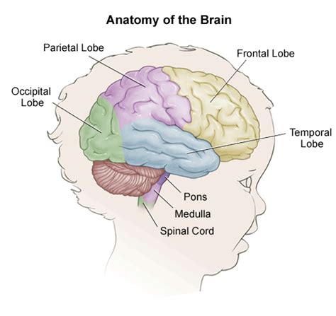 External Brain Anatomy - Anatomy Reading Source