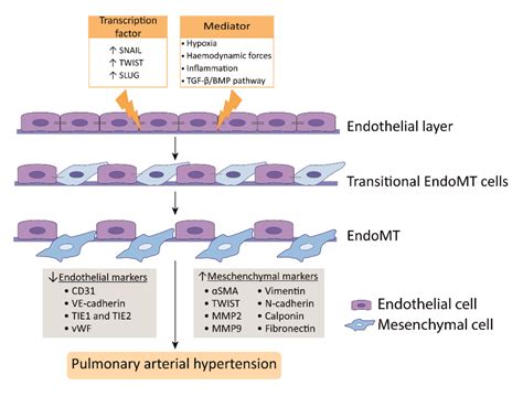 Endothelial Cell Dysfunction | Encyclopedia MDPI