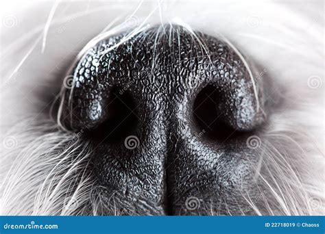 Dog Nose Close-up Royalty Free Stock Images - Image: 22718019