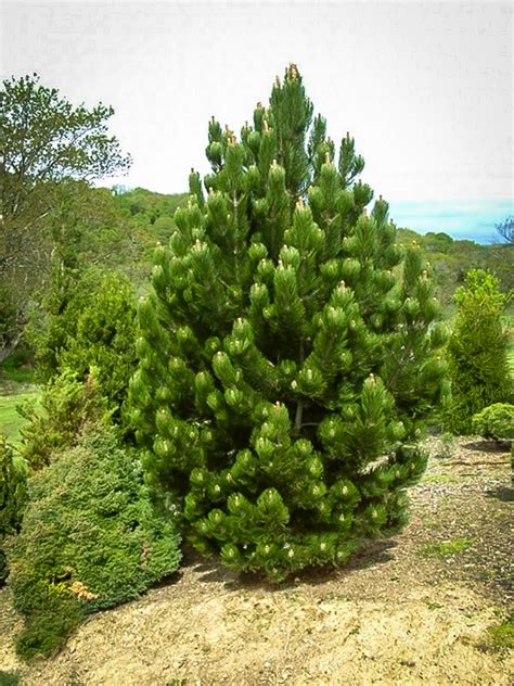 Eastern White Pine Needles