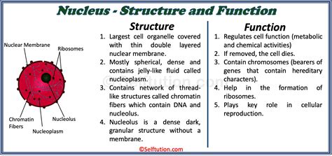 Structure and Function of a Cell and its Organelles » Selftution