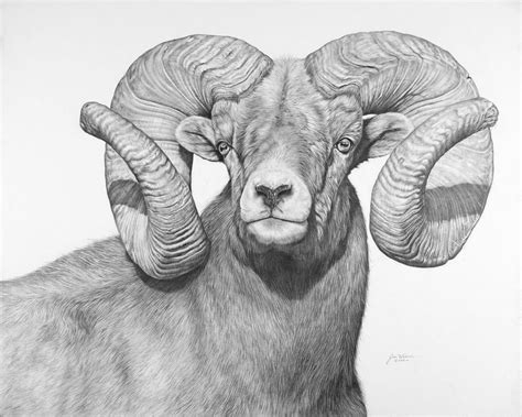 Bighorn Sheep – Jim Weaver Pencil Art