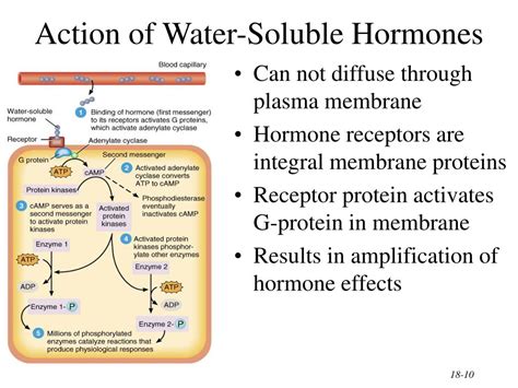 PPT - The Endocrine System General Functions of Hormones PowerPoint Presentation - ID:303291