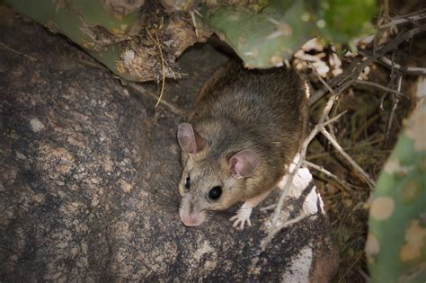 Rat Superhighways: Navigating Cities & Spreading Disease