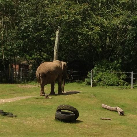 Paignton zoo | Animals wild, Animals, Zoo