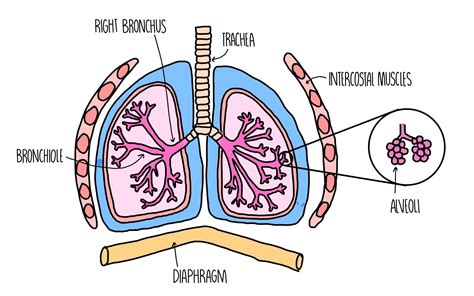 Gas exchange in humans — the science sauce