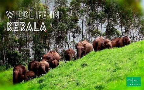 Kerala Wildlife Sanctuaries, Wildlife in Kerala, National Parks Kerala ...