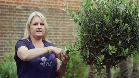 How to Prune an Olive Tree - YouTube