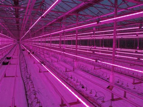 LED grow lights. The right LED greenhouse lighting