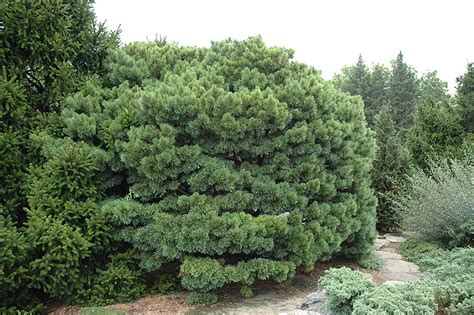 Dwarf Blue Scotch Pine (Pinus sylvestris 'Glauca Nana') in Reno Sparks Lake Tahoe Carson City ...