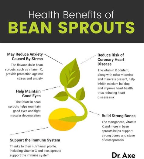 How to Make Bean Sprouts, Plus Benefits, Nutrition, Recipes - Dr. Axe