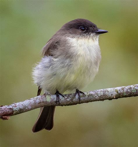 Eastern phoebe (Sayornis phoebe): Eastern phoebe (Sayornis phoebe) W. Kentucky, USA - 9/10/2018 ...