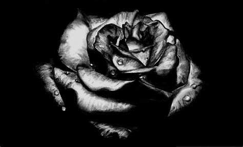 a black and white photo of a rose