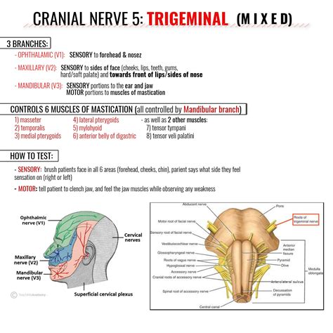 Facial nerve graphic – Artofit