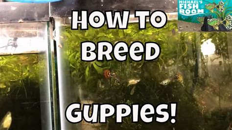 How to Breed Guppies Guppy Fish for profit Breeding Guppies for Profit ...