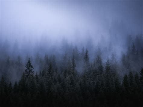 Fog Dark Forest Tress Landscape 5k, HD Nature, 4k Wallpapers, Images ...