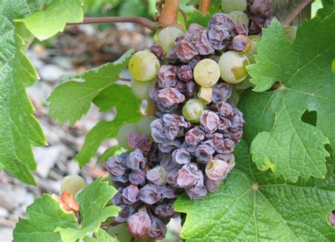 Gray mold of grape (Botrytis cinerea)