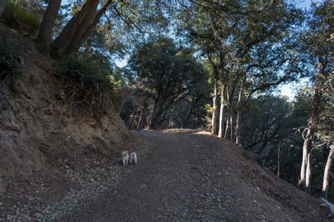 Hiking Stoddard Peak via Barrett Stoddard Road – Mt. Baldy, CA - Trail ...