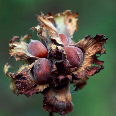 Corylus americana (American Hazelnut)