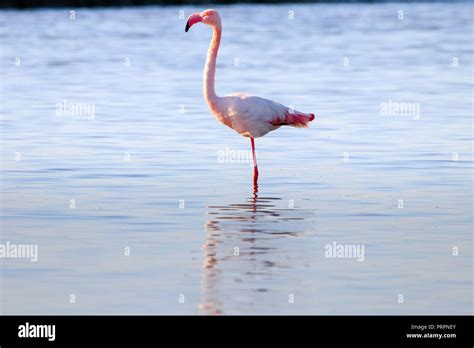 Flamingo At Sunset Stock Photos & Flamingo At Sunset Stock Images - Alamy