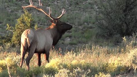 330 inch Arizona Bull Elk - YouTube