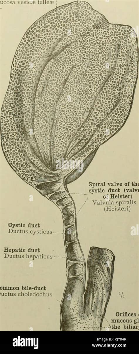 Ductus Choledochus High Resolution Stock Photography and Images - Alamy