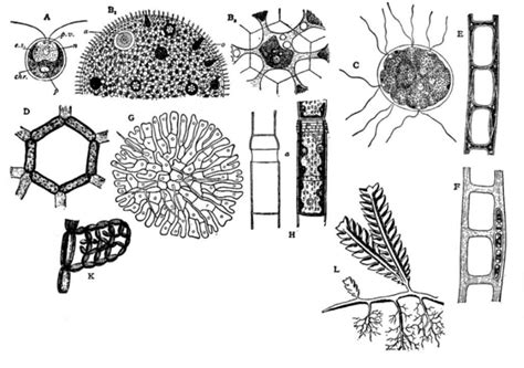 Chlorophyta - Definition and Examples - Biology Online Dictionary