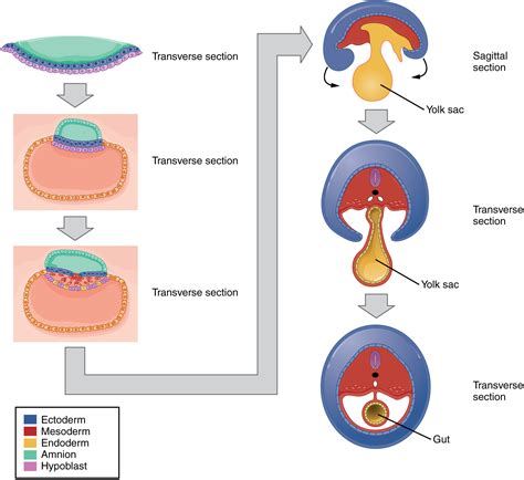 Gastrulation - Defined - StoryMD