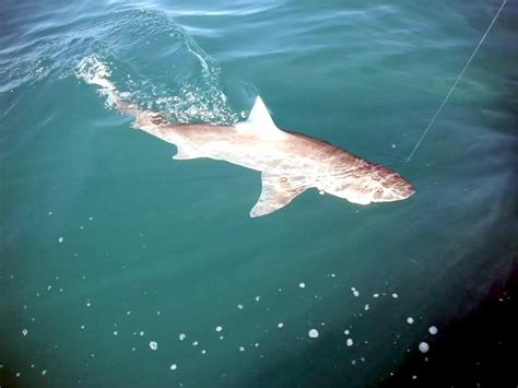 Gummy Shark – "OCEAN TREASURES" Memorial Library