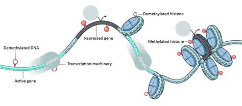 Developing Epigenetic Drugs for Genetic and Regenerative Medicine