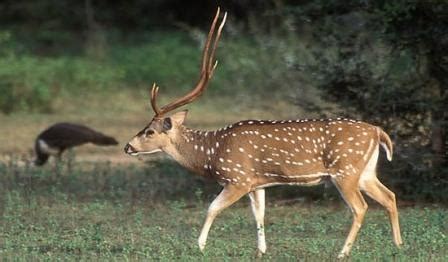 Axis Deer - Wildlife Facts