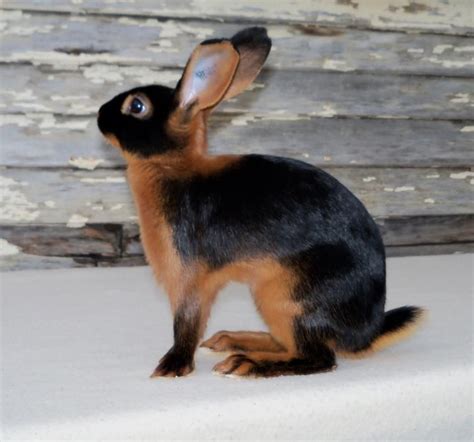 American Tan Rabbit Specialty Club - Four Varieties | Djur, Gul